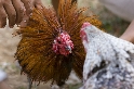 Coq fighting Bali